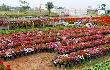 Người dân đang hối hả chăm sóc hoa để kịp đưa ra thị trường Tết