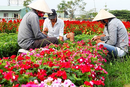 Người dân đang hối hả chăm sóc hoa để kịp đưa ra thị trường Tết