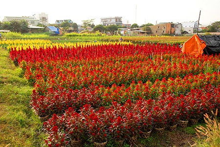 Những vườn hoa rực rỡ sắc xuân