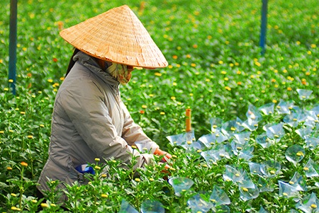 Đón Xuân trên cánh đồng hoa - 3 Từng luống hoa được trồng chăm chút xanh tươi chuẩn bị cho mùa thu hoạch mới.