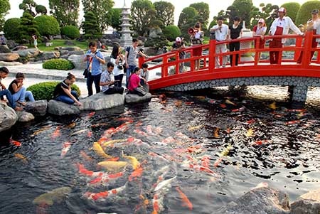 Chiêm ngưỡng hồ cá chép Nhật trị giá tiền tỷ tại TP.HCM - 1 Hồ cá Koi (cá chép Nhật Bản) có giá trị tiền tỷ