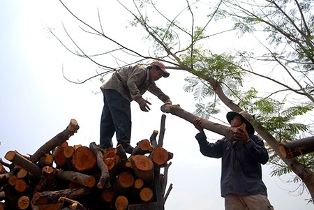 Cơ cực nghề “mót củi” giữa Sài Gòn - 1 Những tiều phu hàng chục năm mưu sinh bằng nghề mót củi