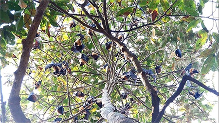 Độc đáo ngôi chùa có hàng triệu con dơi - 2 Hằng trăm con dơi treo mình trên cành cây trong chùa