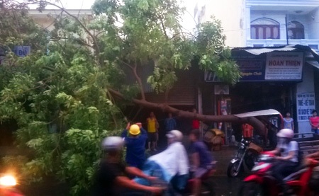 TP HCM: Mưa lớn gây ngập, lốc xoáy “hạ gục” cây xanh, mái tôn - 5 Cây xanh bị quật đổ