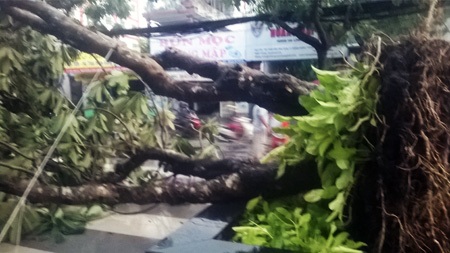 TP HCM: Mưa lớn gây ngập, lốc xoáy “hạ gục” cây xanh, mái tôn - 6 Cây xanh bị quật đổ