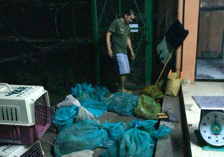 Giải cứu gần 500 động vật hoang dã quý hiếm “suýt” bị đưa lên bàn nhậu - 1 Gần 500 các thể động vật quý hiếm được cảnh sát giải cứu