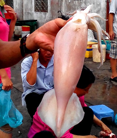 Hé lộ nguồn gốc bất ngờ của mực "lạ" giá siêu rẻ - 2 Hé lộ nguồn gốc bất ngờ của mực lạ giá siêu rẻ