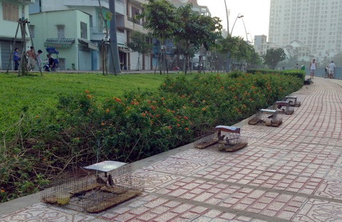 Thả chim cá về với thiên nhiên: Phóng sinh hay sát sinh? - 1 Những chiếc lồng bẫy chim đặt bên kênh Nhiêu Lộc - Thị Nghè