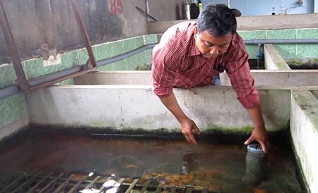 Nghề "độc" kiếm hàng trăm triệu của nông dân thành phố - 1 Anh Sơn đang chăm sóc một chuồng nuôi lươn không bùn