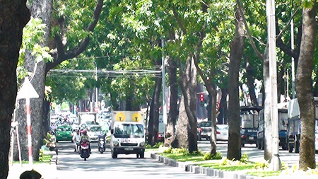Hàng cây cổ thụ giữa Sài Gòn sắp bị “xóa sổ” - 1 Hàng cây cổ thụ trên đường Tôn Đức Thắng sắp bị đốn hạ