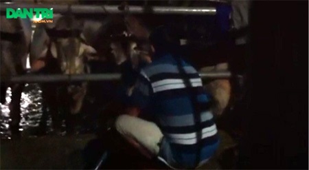Nhân viên lò mổ Vũ Ngọc tiến hành bơm nước vào bò