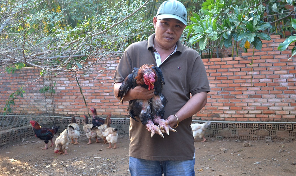 Chưa Tết, Gà Đông Tảo tiền triệu đã “cháy hàng” - 1 Gà Đông Tảo trong trại gà của anh Tuấn được bán với giá 2 - 3 triệu đồng/con