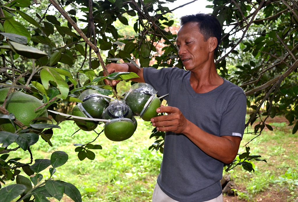 Nông dân trồng loại bưởi Tân Triều truyền thống đang đứng trước nguy cơ thất thu vào dịp Tết