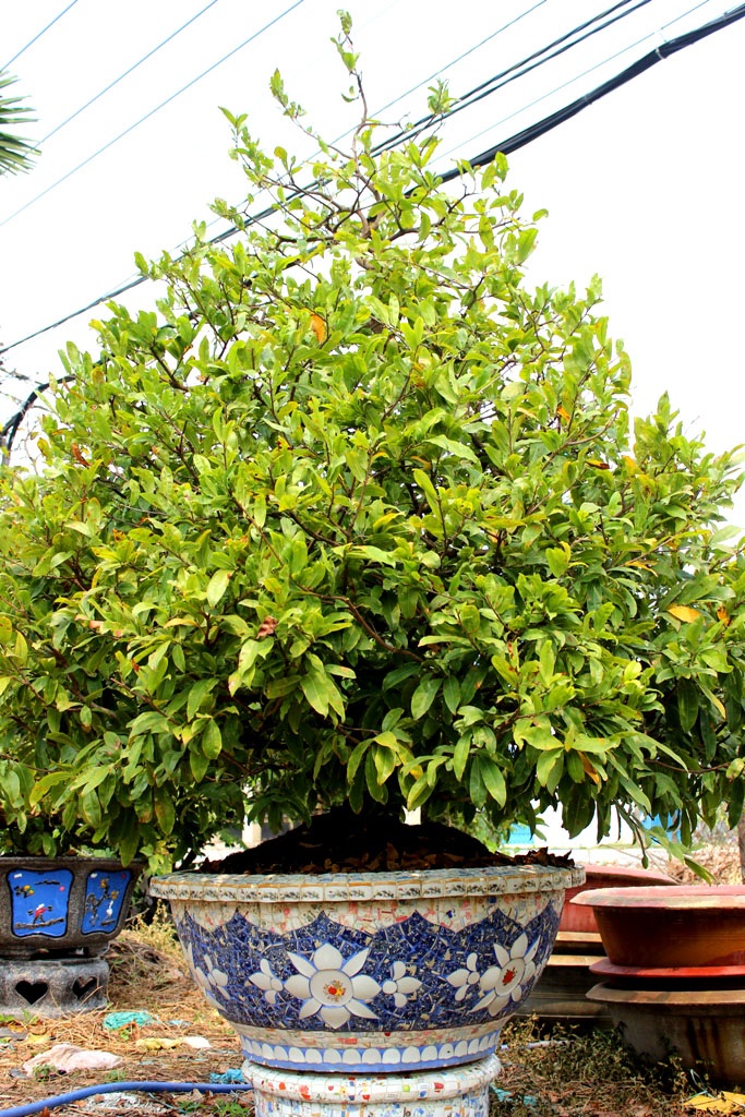 Hàng ngàn cây mai từ bình dân đến sang chảnh đổ bộ Sài Gòn - 4 Một chậu mai chuẩn bị vào thời kỳ nhặt lá, bung nụ