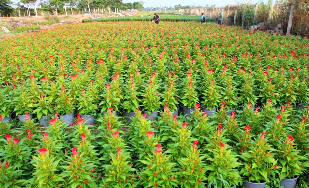 Người trồng hoa lạc quan với thị trường hoa Tết - 5 Những chậu hoa mào gà sẽ được bán với giá từ 60 – 80.000 đồng/chậu
