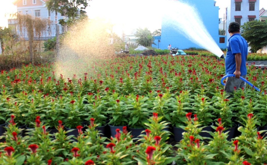 Người trồng hoa lạc quan với thị trường hoa Tết - 4 Những chậu hoa mào gà sẽ được bán với giá từ 60 – 80.000 đồng/chậu