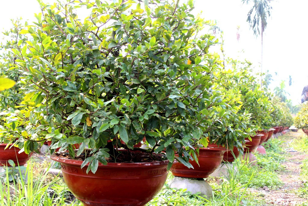 Hàng ngàn cây mai từ bình dân đến sang chảnh đổ bộ Sài Gòn - 3 Nhiều chậu mai giá bình dân cũng được các chủ vườn chú ý nhằm vào nhu cầu của người mua