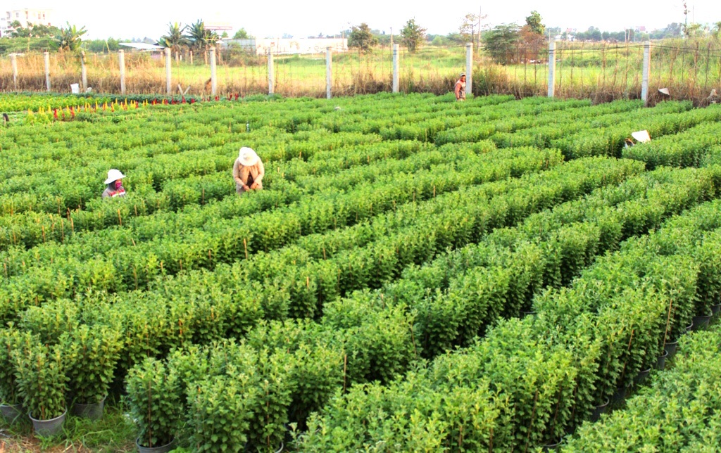 Người trồng hoa lạc quan với thị trường hoa Tết - 6 Những chậu hoa mào gà sẽ được bán với giá từ 60 – 80.000 đồng/chậu