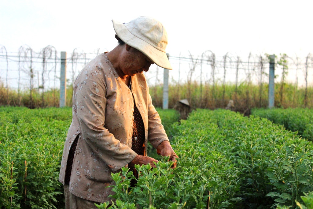Người trồng hoa lạc quan với thị trường hoa Tết - 2 Người dân trồng hoa tin tưởng vào thị trường hoa tết năm nay sẽ khởi sắc
