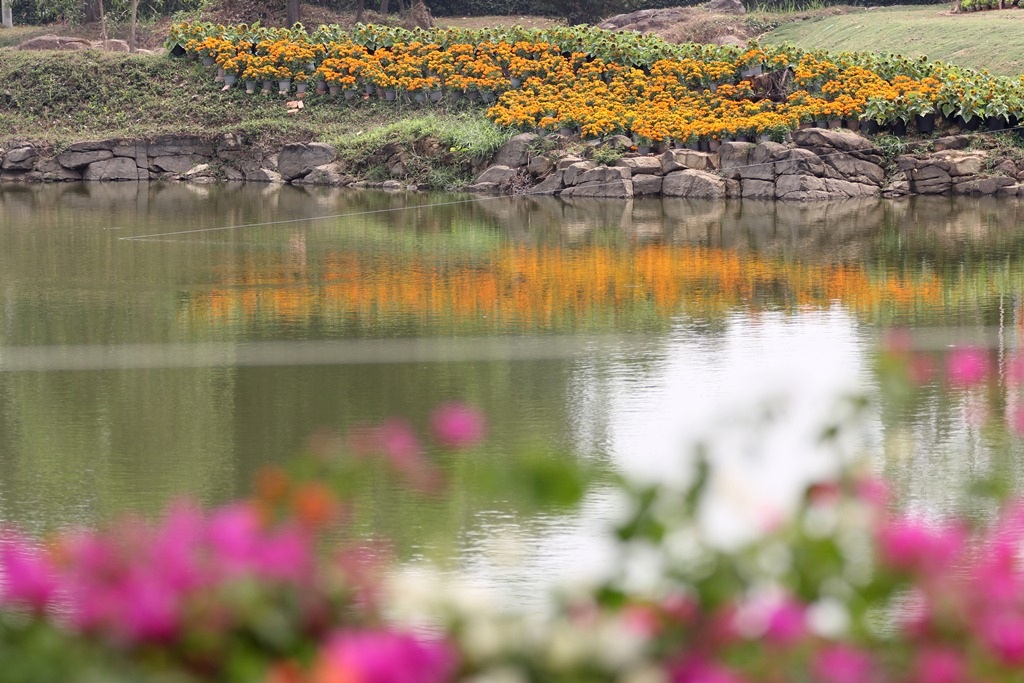 Quanh bờ hồ cũng được trồng nhiều loại hoa rực rỡ màu sắc