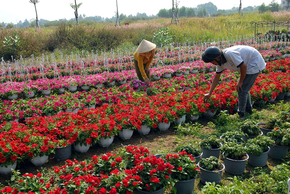 Hoa Tết "đổ bộ" về phố - 6 Họ chăm sóc từng gốc hoa như chăm sóc con thơ