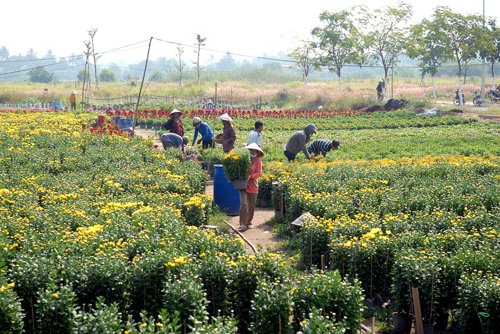 Hoa Tết "đổ bộ" về phố - 9 Nhà vườn đang hối hả cho những công đoạn cuối cùng và hy vọng sẽ có một vụ mùa thắng lợi