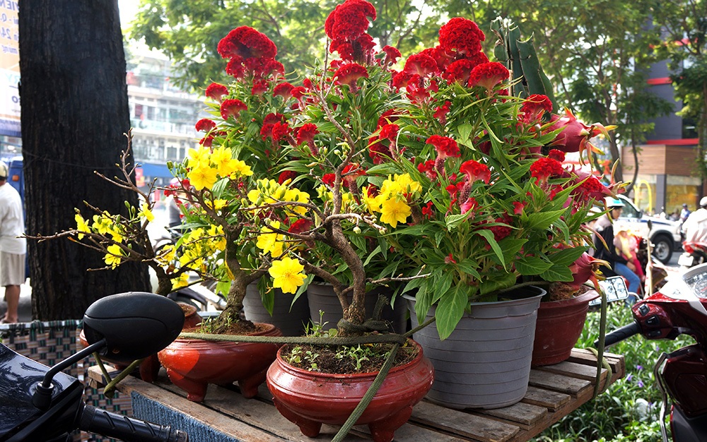 Hình ảnh cuối cùng của chợ hoa tết 2015 - 10 Trung Kiên – Xuân Hinh