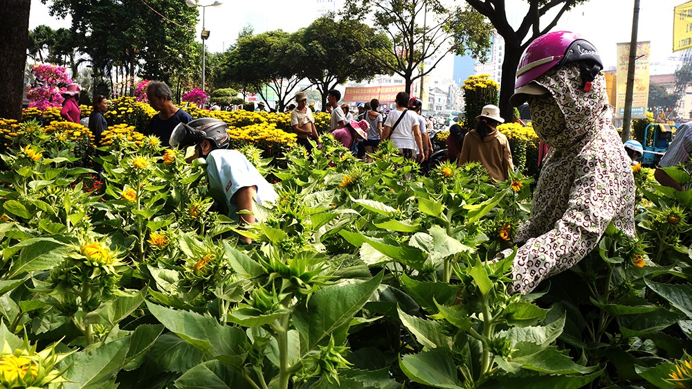 Hình ảnh cuối cùng của chợ hoa tết 2015 - 12 Trung Kiên – Xuân Hinh