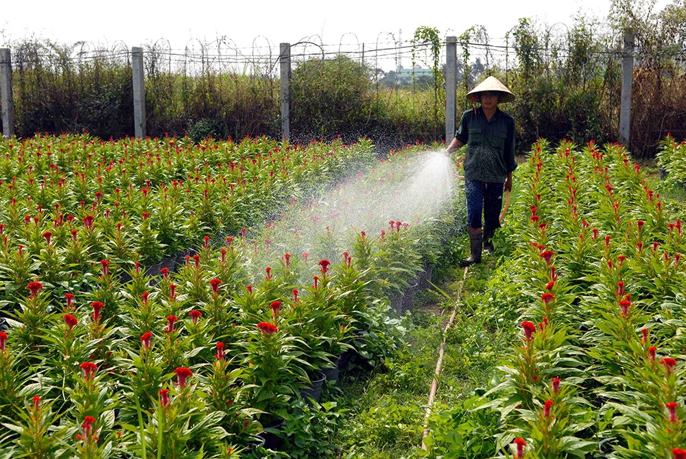 Hoa Tết "đổ bộ" về phố - 5 Nông dân trồng hoa đang tưới nước cho những luống hoa mào gà, hoa cúc