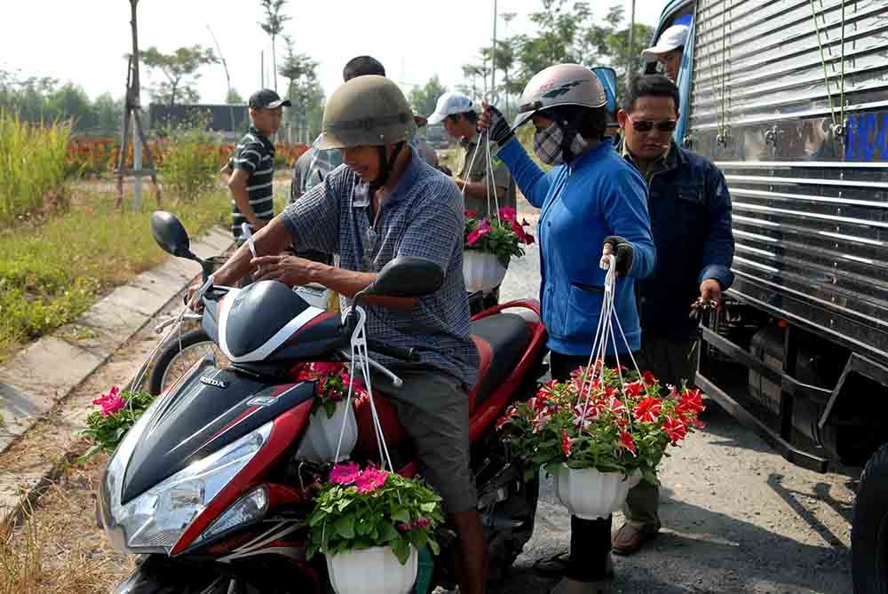 Hoa Tết "đổ bộ" về phố - 8 Nhà vườn đang hối hả cho những công đoạn cuối cùng và hy vọng sẽ có một vụ mùa thắng lợi