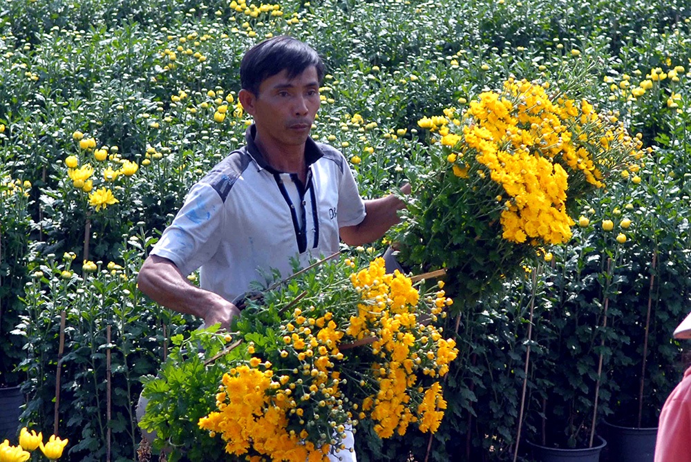 Hoa Tết "đổ bộ" về phố - 7 Nhà vườn đang hối hả cho những công đoạn cuối cùng và hy vọng sẽ có một vụ mùa thắng lợi