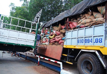 Vụ kho cà phê cầm cố cho 7 ngân hàng: “Đại gia” cà phê bị bắt - 3 Cùng với số cà phê trong kho nhưng Công ty Trường Ngân đã cầm
cố vay vốn được của nhiều ngân hàng