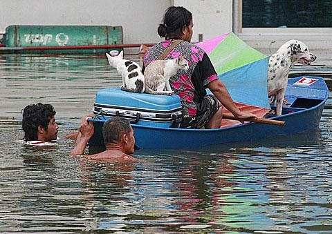 Người dân Bangkok “tích lương chờ lũ”, LHQ lo ngại về những nguy cơ - 1 Người dân Bangkok “tích lương chờ lũ”, LHQ lo ngại về những nguy cơ - 1