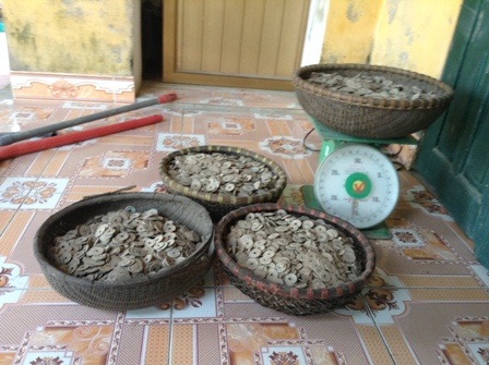 Số tiền cổ gia đình anh Hải phát hiện được lên đến 50kg