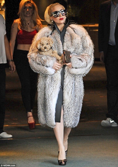 Lady Gaga xuất hiện tại Bulgary trong chiếc áo khoác làm từ lông thú thật