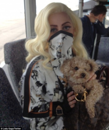 Lady Gaga ‘nhái’ phong cách của Michael Jackson - 5 Lady Gaga đồng hành cùng chú chó cưng Labradoodle