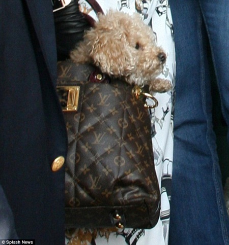 Lady Gaga ‘nhái’ phong cách của Michael Jackson - 6 Lady Gaga đồng hành cùng chú chó cưng Labradoodle