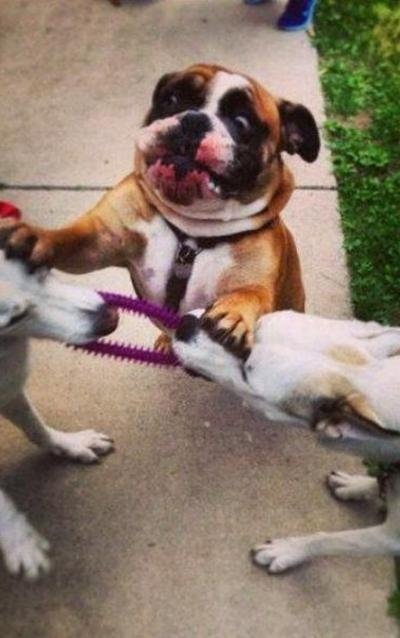 Biếm họa về vụ xô xát giữa Mourinho và Wenger - 10 Bức ảnh biếm họa khoảnh khắc trọng tài thứ tư can thiệp vào vụ xô xát giữa Mourinho và Wenger