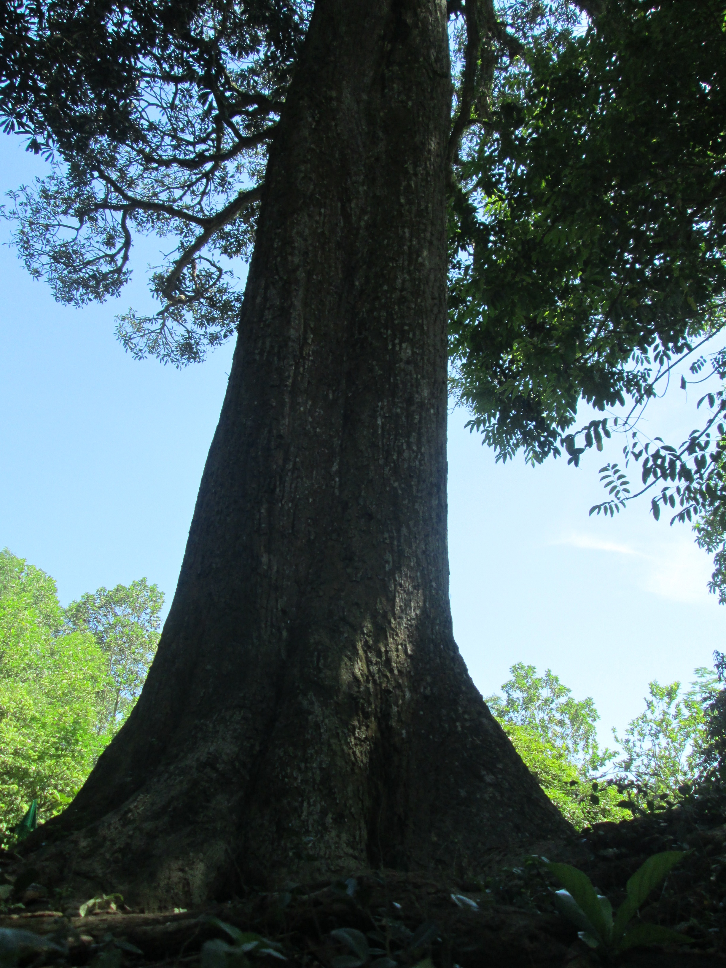 Thân cây trôi cao 37m, rộng bằng nhiều người ôm không xuể