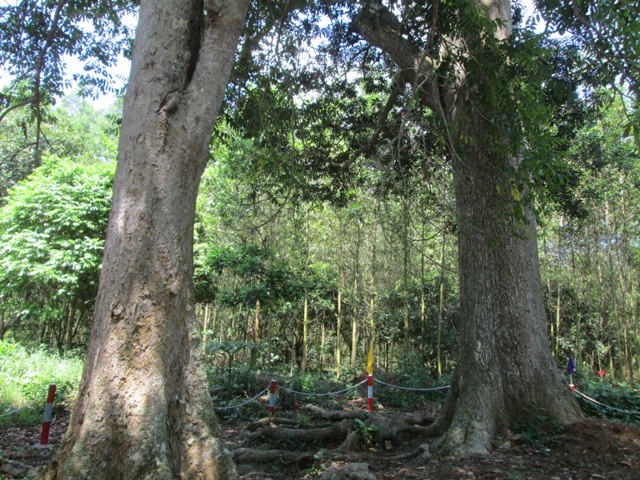 Cây trôi (bên phải) cùng cây trám đen đứng sừng sững bên cạnh nhau