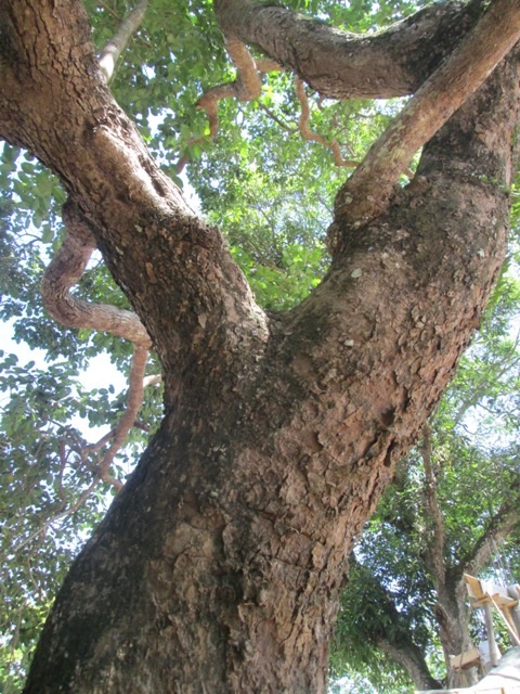 Trải qua hàng trăm năm, thân, cành và tán của cây trâm vối vẫn giữ được sức sống mãnh liệt