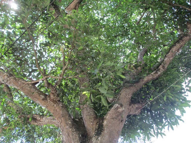 Tán của cây báng cũng um tùm