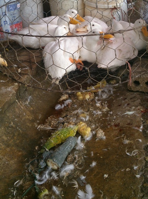 Kinh sợ cảnh giết mổ gia cầm ở chợ đầu mối lớn nhất tỉnh - 3 Nước thải bẩn, phân, lông nhớp nháp chảy quanh khu vực giết mổ