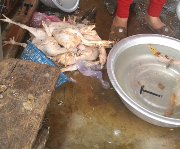 Kinh sợ cảnh giết mổ gia cầm ở chợ đầu mối lớn nhất tỉnh - 4 Gia cầm làm xong ném lăn lóc dưới đất