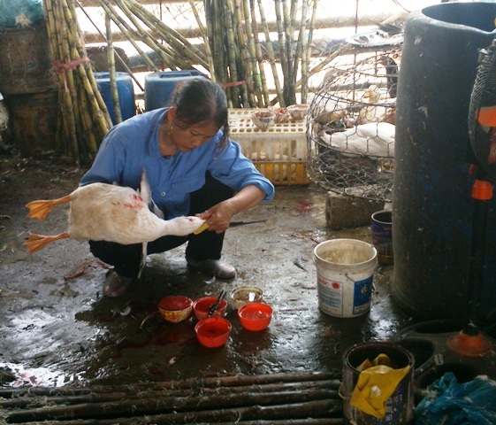 Kinh sợ cảnh giết mổ gia cầm ở chợ đầu mối lớn nhất tỉnh - 5 Gia cầm làm xong ném lăn lóc dưới đất