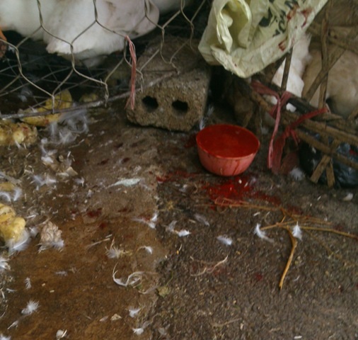 Kinh sợ cảnh giết mổ gia cầm ở chợ đầu mối lớn nhất tỉnh - 7 Bát tiết này sẽ được nhúng vào nước nóng rồi mang đến các hàng ăn.