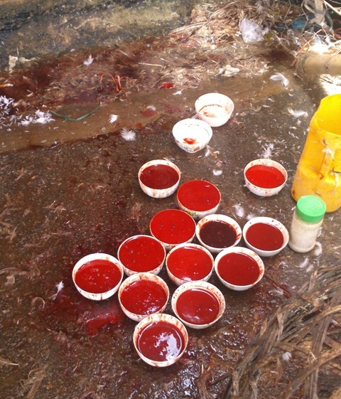 Kinh sợ cảnh giết mổ gia cầm ở chợ đầu mối lớn nhất tỉnh - 6 Và được bày tràn lan giữa thứ nước nhớp nháp, hôi thối