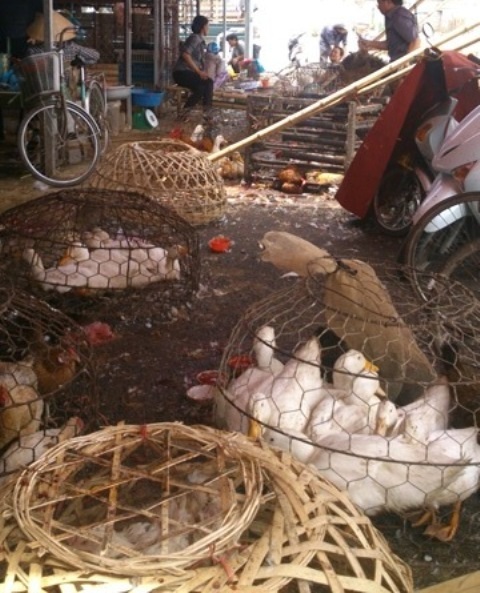 Kinh sợ cảnh giết mổ gia cầm ở chợ đầu mối lớn nhất tỉnh - 1 Giữa ngổn ngang những lồng bu gà, vịt là việc giết mổ