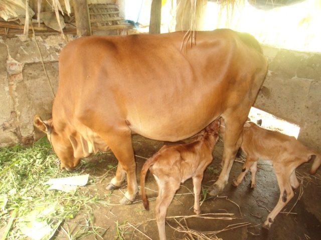 Bò mẹ cùng hai bê con sống sót