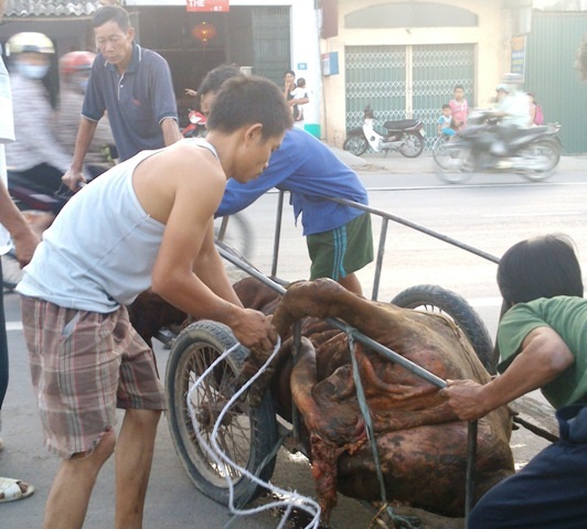Tàu hoả đâm chết con bò, nhiều người hú vía - 1 Con bò bị tàu đâm